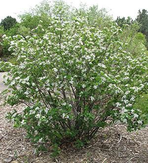 Black Cherry Prunus serotine Black Chokeberry Aronia melanocarpa Black Cherry wood is a rich reddish-brown color and is strong, hard, and
