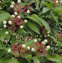 Do not plant near power lines. The Black Chokeberry produces clusters of white flowers in spring and black, inedible fruits in fall.