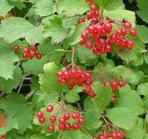 Red-Osier is a broad erect grower that is a many stemmed, thicket-forming shrub seldom with a single trunk.