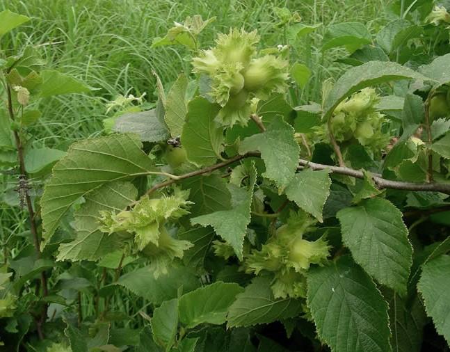 Filberts (the nut) are edible, although wildlife will probably beat you to them.