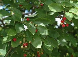Juneberry prefers moist well-drained soil, full sun but tolerates partial shade. Leaves are a blue-green, turning yellow-orange to red-purple in fall.