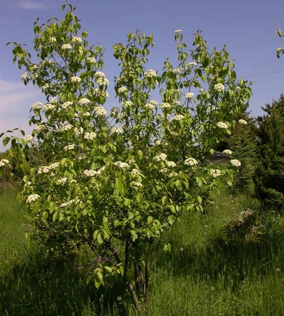 Mountain Ash is susceptible to borers, aphids, lace miner, mites, wilt, powdery mildew, leaf blight and spot, canker and decay.