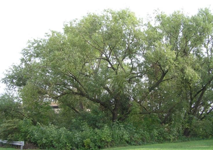 White Oak is slow growing and very long-lived at 500 600 years. Given space, it will grow broad and tall.