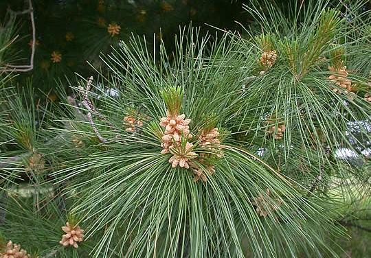 Pine, White Pinus strobus Riverbank Grape Vitis riparia White Pine is the tallest conifer in Minnesota.