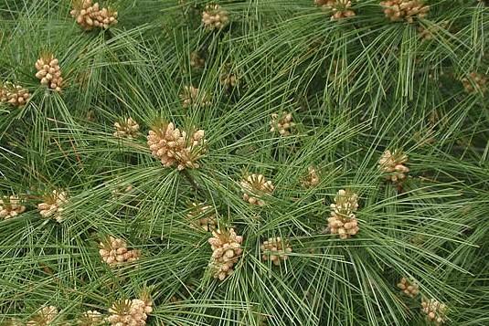 to 6.5. White Pine can grow in partial shade but is intolerant of drought conditions.