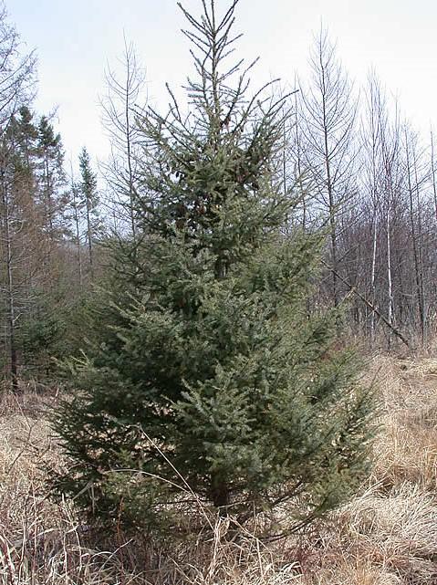 to 7.5. White Spruce is shade tolerant and moderately tolerant of drought conditions.