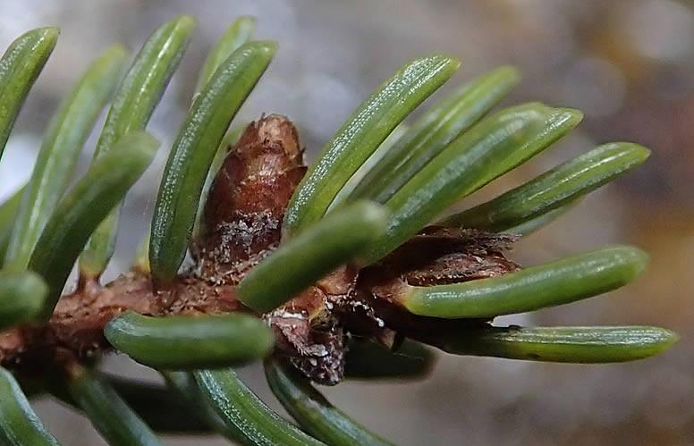 White Spruce is susceptible to sawfly, budworm, spider mite, adelgid, dwarf mistletoe, rust, and root rot.