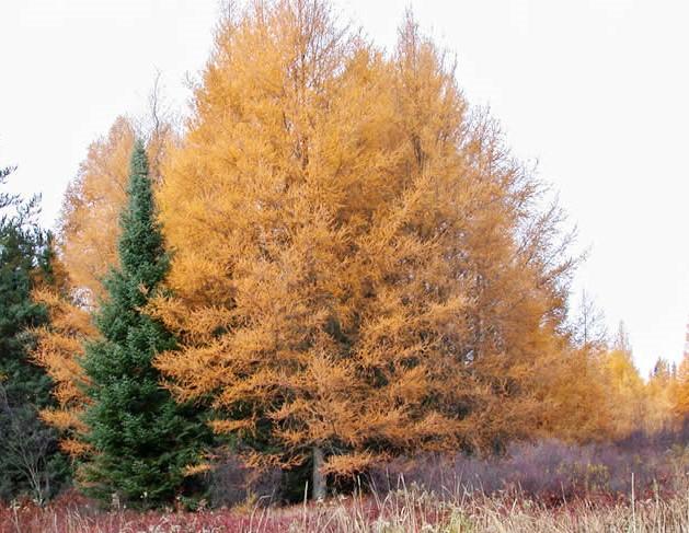 Tamarack is susceptible to larch sawfly and larch canker. Uses include wildlife plantings, shelterbelts, wood products, and horticultural plantings. Do not plant near power lines.