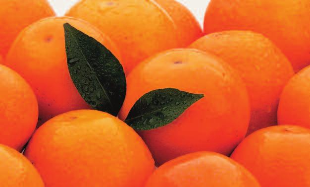 PAGE ORANGES A V A I L A B L E N O V E M B E R T H R U J A N U A R Y We have added this rare variety to our lineup of fresh Florida Citrus.