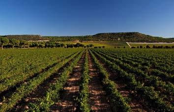 Calatayud Superior is made from low yielding, old vines, 85% Garnacha and 15% other varieties.
