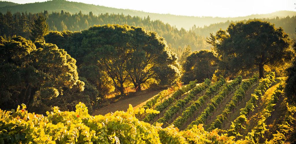friday, september 21, 2018 La Crema When La Crema was founded in 1979, the Russian River Valley had yet to establish itself as one of California s most important regions for Pinot Noir and Chardonnay.