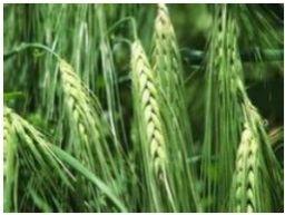The barley from Tibet («Qingke» in Chinese) has unique and worldwide recognized qualities: the richest level of flavonoid that contributes to reducing
