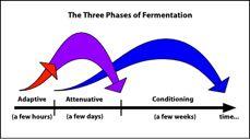 Fermentation Implications for brewers: 1. choose your yeast strain wisely 2. short vs. long lag times 3.