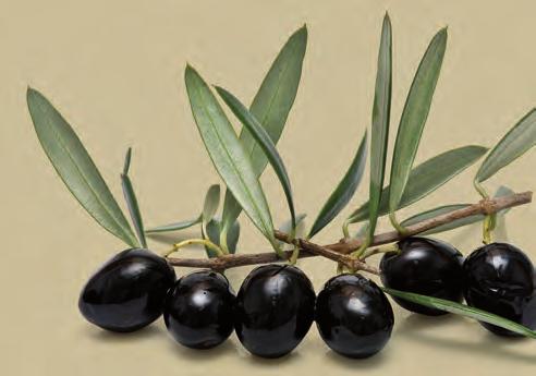 Olives Units in a