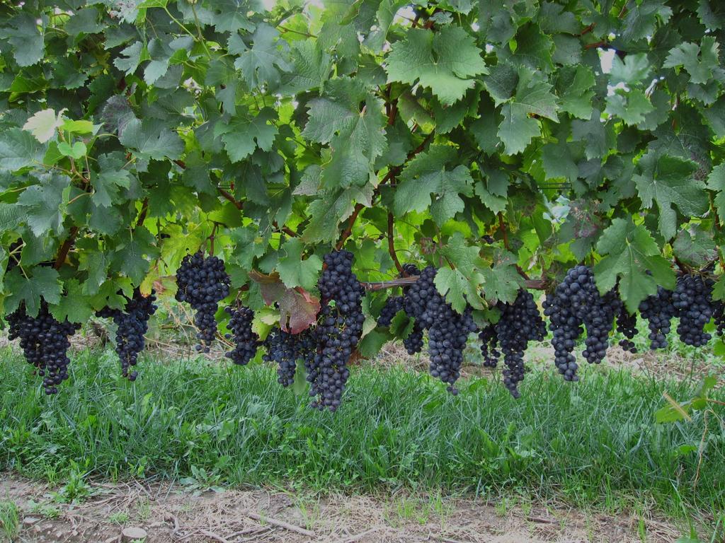 GRAPE DISEASE CONTROL, 2016 Wayne F. Wilcox, Department of Plant Pathology, Cornell University, NY State Agricultural Experiment Station, Geneva NY 14456 (wfw1@cornell.
