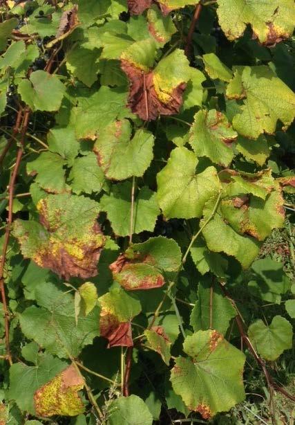 Fig. 3. Symptoms of angular leaf scorch on cv. Noiret. (courtesy C.