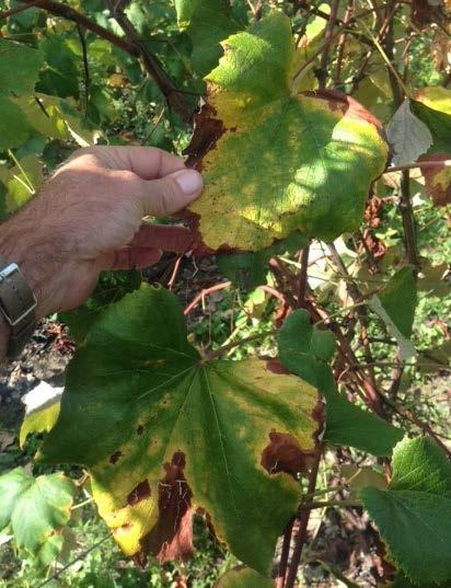 Fig. 5. Symptoms of angular leaf scorch on cv. Concord, different vineyard than Fig. 4. (courtesy C. Daum) NEW FINDINGS: FUNGICIDE SENSITIVITIES OF NORTHERN GRAPE CULTIVARS.
