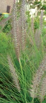 Crimson Fountain Grass & Swamp Foxtail Grass Pennisetum setaceum Pennisetum alopecuroides Seed: A very popular landscape grass, it is now an offence to sell, propagate or knowingly distribute