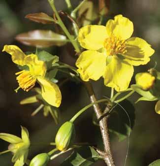 Mickey Mouse Plant Ochna serrulata Fruit: The long tap root makes manual removal extremely difficult and it seeds far too easily Ochnaceae into Sydney s bushland South Africa A dense evergreen shrub