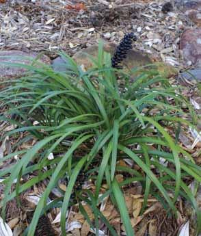 Liriope/Lily Turf Liriope spp. Fruit: This is a very popular garden plant that is used extensively in landscaping for its hardiness in extreme conditions.