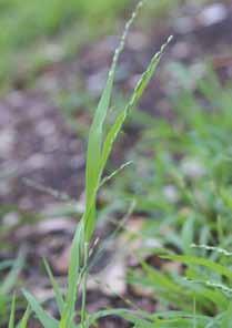 Vigorous, shade-tolerant, rhizomatous and loosely tufted perennial grass, that will out-compete native ground covers in nearly all soil conditions.