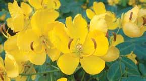 Bright yellow, to 3cm, produce in large numbers, with protruding stamens. Flowers March/April.
