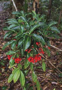 Coral Berry A common indoor plant due to its low Ardisia crenata light requirements, Ardisia has escaped cultivation and is recorded weedy