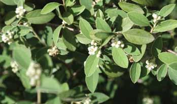 Cotoneaster Cotoneaster spp. Fruit: At least nine species of Cotoneaster have naturalised in Australia.