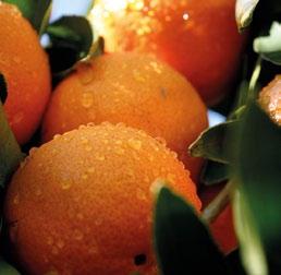Žāvēti dārzeņi: tomāti Šķiedraugi: kokvilnas sēklas Fairtrade International Simon Rawles