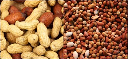 Snacks Nuts EEC NUMBER Peanuts Cashew Natural for peanuts Flavour for peanuts Natural indian Spices Natural curry Spices Spices, smoke, Vegetables, meat Powder 1,50% E160c Bacon, smoke, spices, E160c