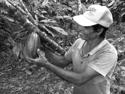 How do you think that cocoa that grows in faraway places becomes the chocolate you buy in the store? It begins with cocoa farmers.