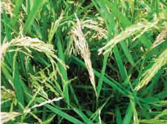 Use of high-yielding cultivars with less overall disease resistance and greater nitrogen (N) fertilizer requirements has increased rice yields but has also increased diseases.