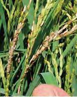 intended for export as importing countries may reject rice due to phytosanitary concerns. Plant less susceptible cultivars in fields with false smut history (Table 11-1).