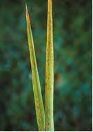 rice leaves and grains. On resistant, healthy rice leaves, the spots are small and dark brown, staying less than ¹ 8 inch across (Photo 11-28).