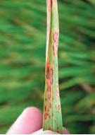 Brown spot lesions are occasionally confused with leaf blast lesions. Photo 11-29. Severe brown spot leaf lesions on potassium-deficient Bengal rice. Photo 11-28.