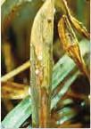 In rice, the sclerotia (or infected debris) float out of the soil and may be moved around the field with irrigation water, rainfall or soil work.
