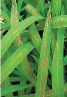 The blast fungus exists as a number of races; that is, genetically distinct biological variants infect certain rice cultivars but not others.
