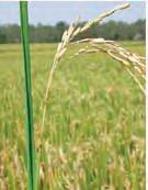 For example, Pi-ta resistance, originally found in Katy rice and used extensively in new varieties since 1989, can now be overcome by a race of the blast fungus known as IE-1k first noted in 1994 and