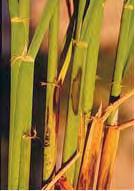 Photo 11-15. Early crown (black) sheath rot of rice symptoms. Note irregular shape of gray-black lesions with lighter interiors.