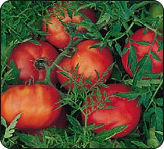 , Fruit Shape: Oblong/Plum Skin Color: Red, Comments: Great paste/cooking tomato Beefsteak Heirloom,