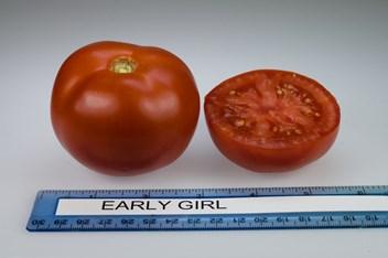 Early Girl Hybrid, Indeterminate Season: Early, Fruit Size: 4 oz.