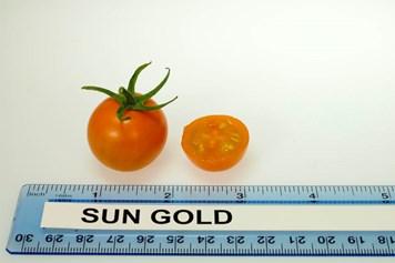 , Fruit Shape: Cherry, Skin Color: Orange, Taste: Sweet Taxi Open Pollinated,