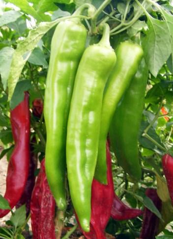 Medium NM Heritage Chile (6-4) Thick, fleshy chiles with a rounded