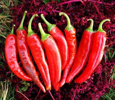 NM Heritage Red Chile (Guajillo) Heirloom NM Red Chile, 130 days.