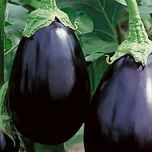 Medium Black Beauty Eggplant Heirloom Plant Height: 3-4 ft., Fruit Size: 1-3 lbs.