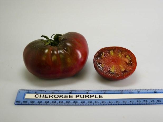 Cherokee Purple Season: Late, Plant Height: 5 ft.
