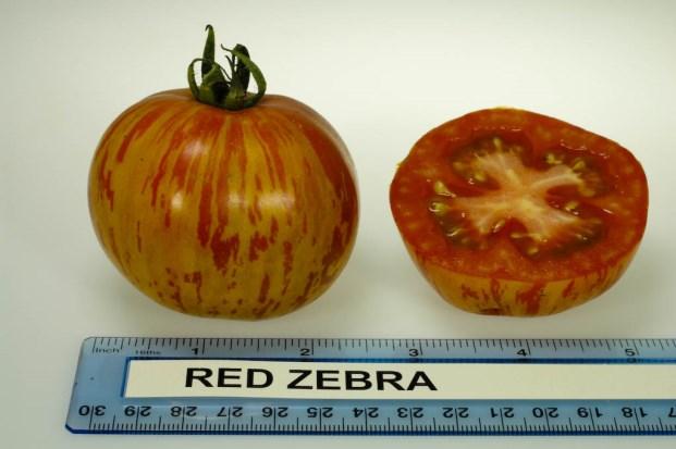 , Fruit Shape: Round, Skin Color: Green Red Zebra Open