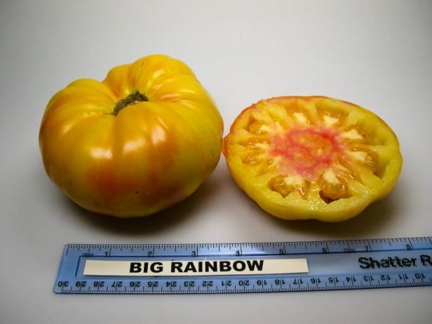 Russia, Season: Late, Plant Height: 6 ft., Fruit Size: 8 oz.