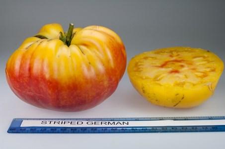 German Season: Late, Plant Height: 7 ft., Fruit Size: 2 lbs.