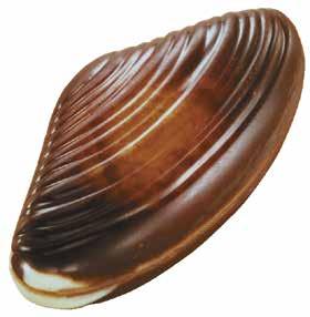 Seashells 402439: Seashells